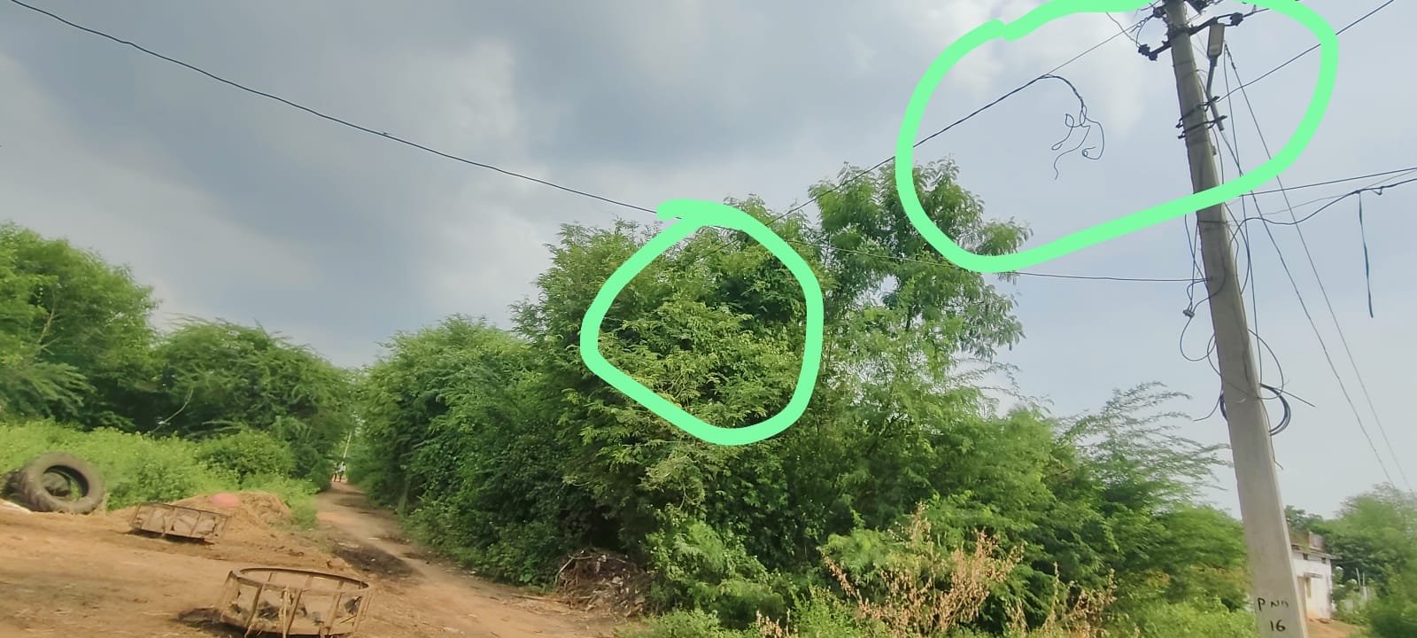 విద్యుత్ లైన్లను ఆనుకుని ప్రమాదకరంగా పెరిగిన చెట్లు...