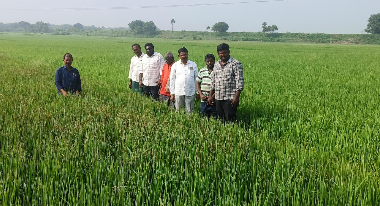 యిలసింగవరం గ్రామంలో వరి పొలాలను పరిశీలించిన ఏఈఓ అన్వేష్