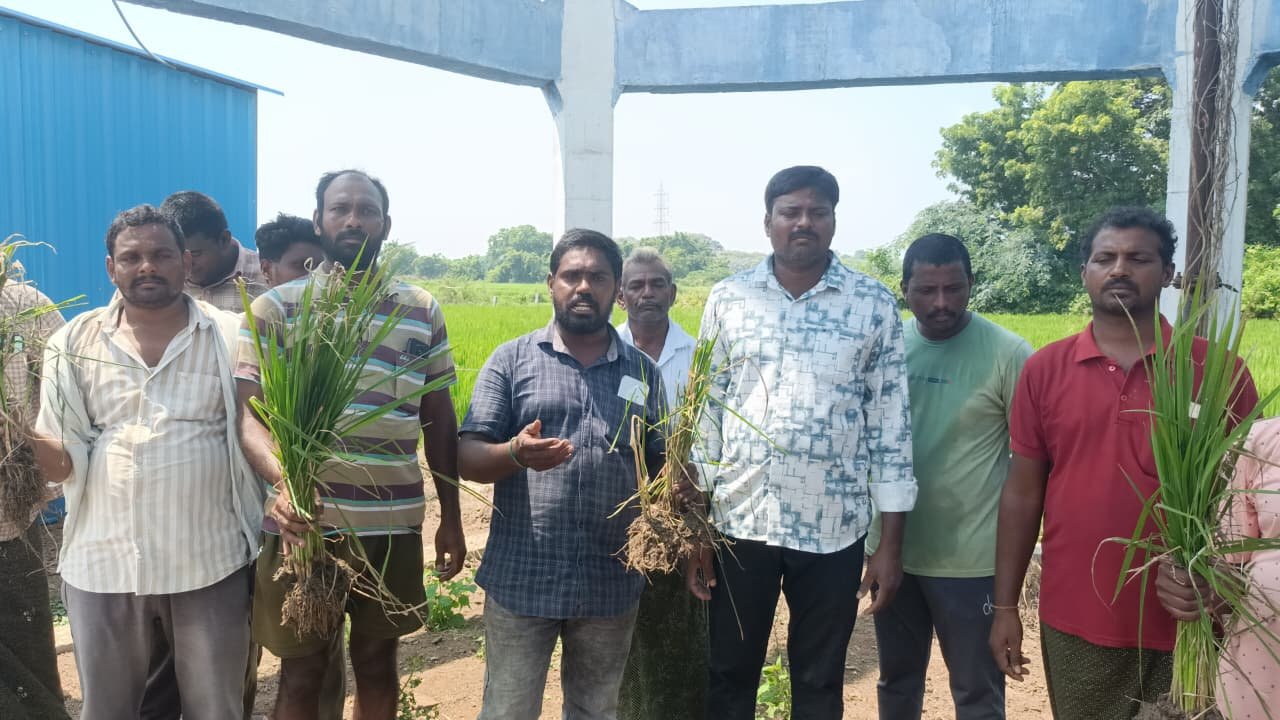 రైతులకు శాపంగా కాంగ్రెస్ ప్రభుత్వం - కరెంట్ కోతలతో కన్నీరు