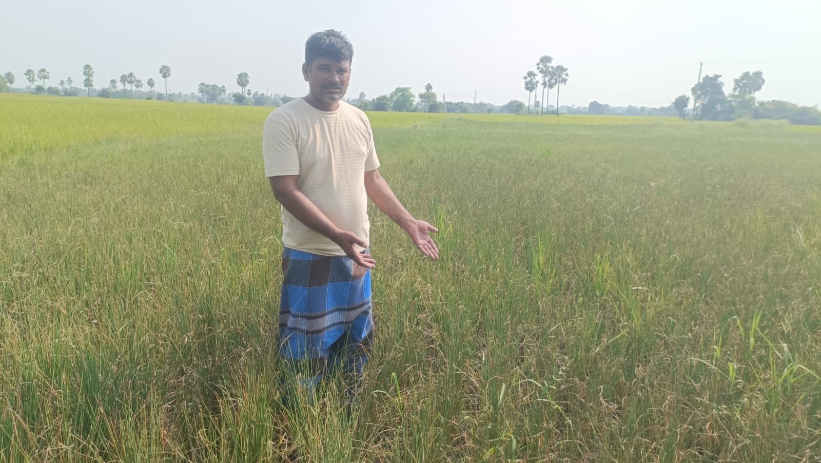 ఎండుతున్న పంటలు.. పట్టించుకోని విద్యుత్‌, సాగునీటి సమస్యలు!